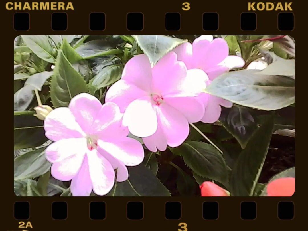 垃圾全世界抢疯了200块的电子(图6)